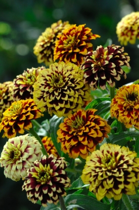Picture of Zinnia Haageana - Jazzy Mixture
